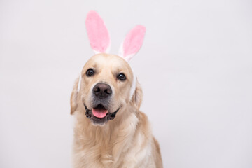Happy Easter concept. Dog in a rabbit costume sits on a white background. easter golden retriever....