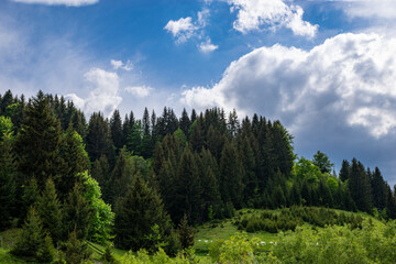 Landscape with pine trees against sky