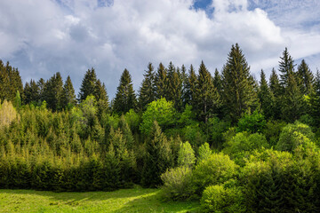 Landscape with pine trees against sky