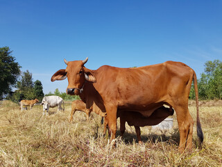 Naklejka na ściany i meble A cow is standing and feeding the calf to milk.