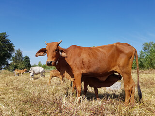 A cow is standing and feeding the calf to milk.