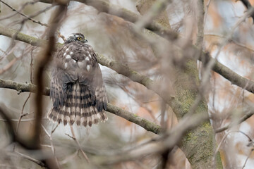 The wonderful Sparrowhawk in the woodland (Accipiter nisus)