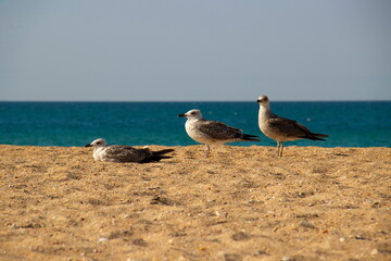 A family of seagulls resting on the sand