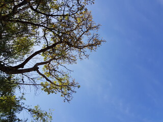Photo view on the tree from below And a bright sky