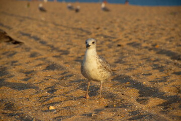animal, beach, bird, bird on the beach, bird on the sand, black sea, nature