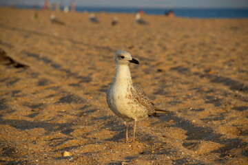 animal, beach, bird, bird on the beach, bird on the sand, black sea, nature