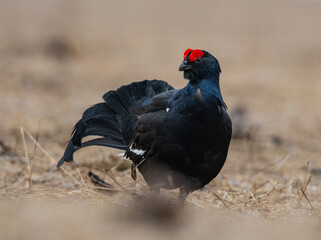 Black grouse in the nature
