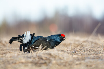 Black grouse in the nature
