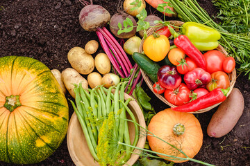 Harvest vegetables on the ground. Potatoes, carrots, beets, peppers, tomatoes, cucumbers, beans, pumpkin, onions and garlic. Autumn harvest farmers