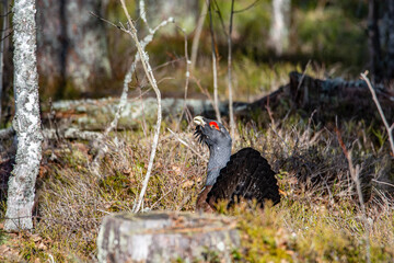 Black grouse in the nature