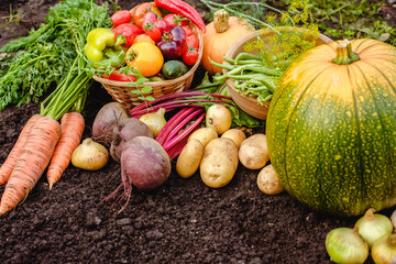 Harvest vegetables on the ground. Potatoes, carrots, beets, peppers, tomatoes, cucumbers, beans, pumpkin, onions and garlic. Autumn harvest farmers