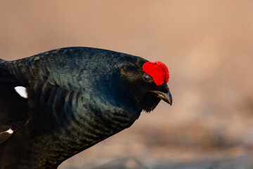Black grouse in the nature