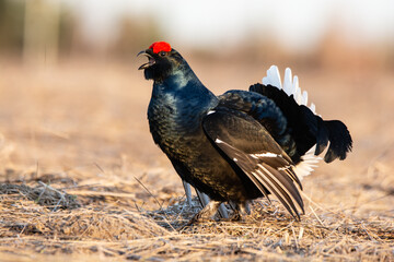 black grouse