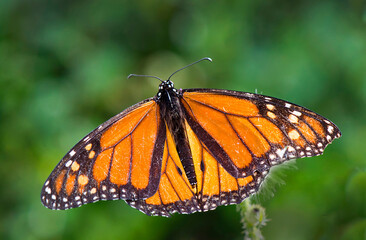monarch butterfly with wings open