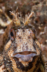 The tompot blenny (Parablennius gattorugine) is a medium-sized blenny...Çanakkale, Turkey.