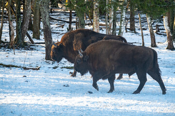 European bison in the forest