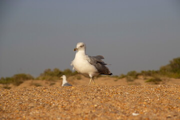 A lonely seagull wanders the sand