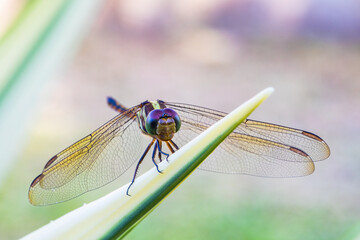 The dragonfly on the twigs.