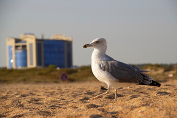 A lonely seagull wanders the sand