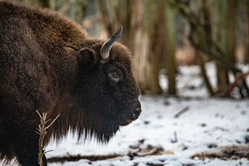 Bison in the forest