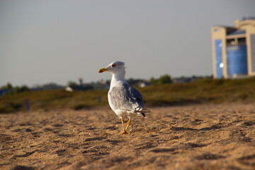 A lonely seagull wanders the sand