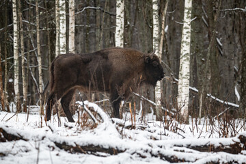 European bison in the forest