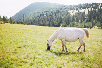 Close-up of a wild horse in the mountains in the summer on a pasture.