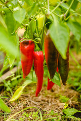 Peppers in the greenhouse. Harvest Peppers in the farm garden. Fresh vegetables from the garden.