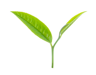 green tea leaf isolated on white background