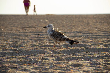 A lonely seagull wanders the sand