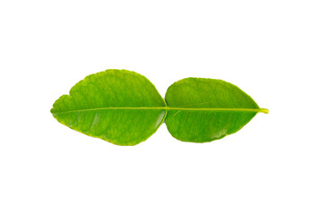 Obraz premium Isolated herbs natural greens herbs green leaves natural aromatic white background with clipping path.