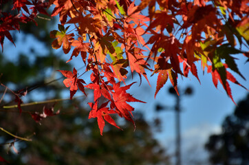 高尾山の紅葉