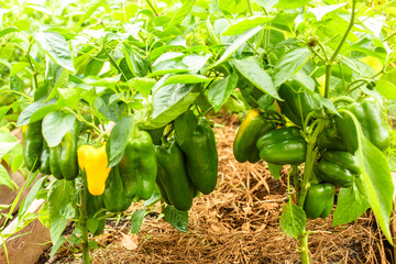 Peppers in the greenhouse. Harvest Peppers in the farm garden. Fresh vegetables from the garden.