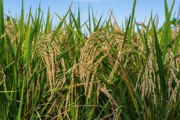 Green field with rice stalks in Ubud, island Bali, Indonesia