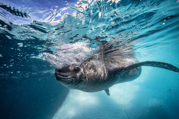Leopard seal underwater in Antarctica