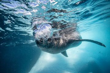 Leopard seal underwater in Antarctica
