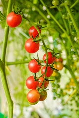 Tomatoes in the greenhouse. Harvest tomatoes in the farm garden. Fresh vegetables from the garden.