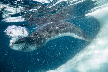 Fototapeta premium Leopard seal underwater in Antarctica
