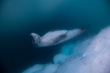 Leopard seal underwater in Antarctica