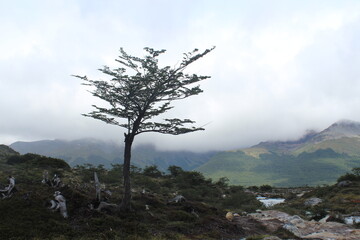 Fototapeta na wymiar tree in the mountains