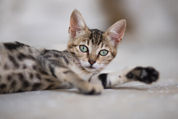 Beautiful portrait of cute cat with pretty brown fur and stunning green eyes