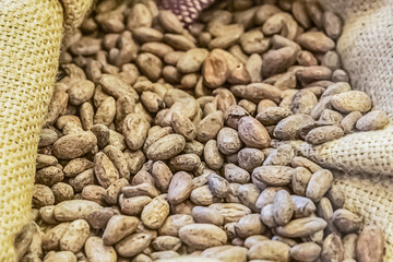Obraz premium cocoa grain stacked in a jute bag closeup unroasted