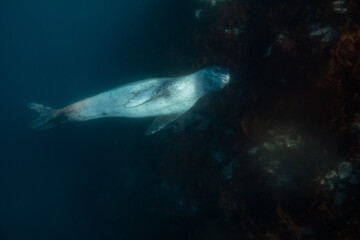 Fototapeta premium Leopard seal underwater in Antarctica