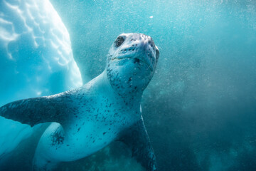 Leopard seal underwater in Antarctica © Stanislav