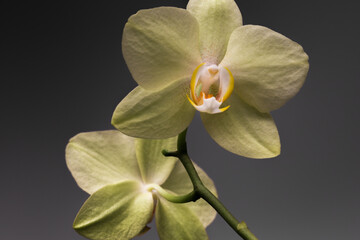 A yellow orchid with a yellow-red stigmatic surface on a black background.
