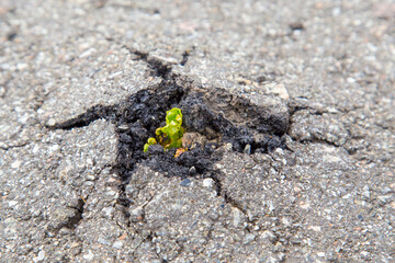 A small green tree broke the gray asphalt and grew out of it, view from the top