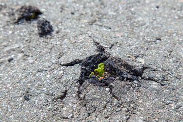 A small green tree broke the gray asphalt and grew out of it, view from the top