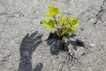 A small green tree broke the gray asphalt and grew out of it, view from the top