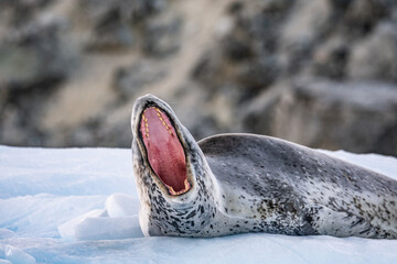 Leopard seal 