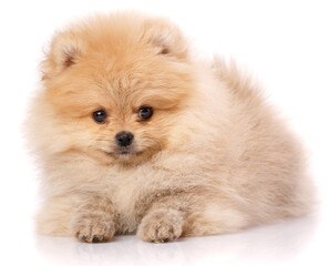 Portrait of a Pomeranian Spitz on a white background.